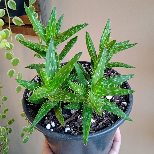 Tiger Tooth Aloe  that Look like Aloe Vera 