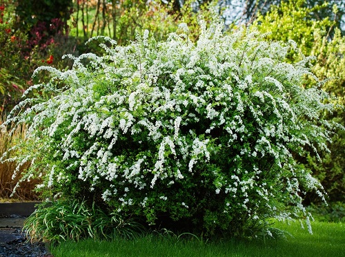 Beautiful Tor’ Spirea plant