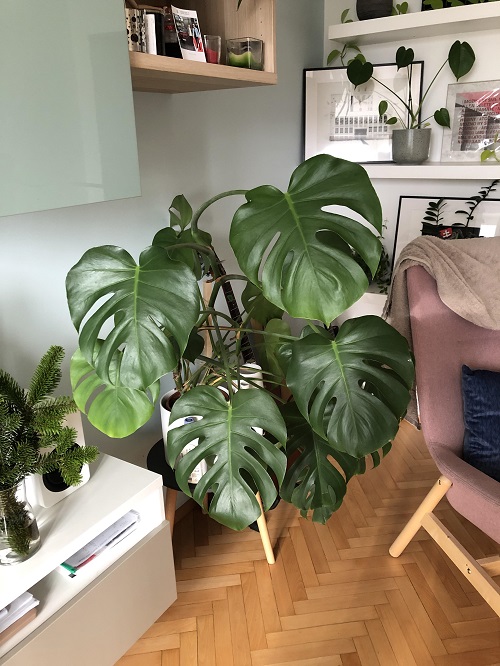 unbalanced growth in Monstera Plant 15