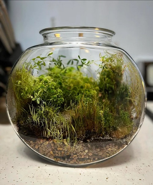 bladderwort Carnivorous Plant Terrarium