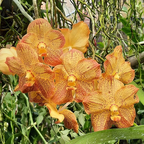 A unique orcid  flower with a smiling face