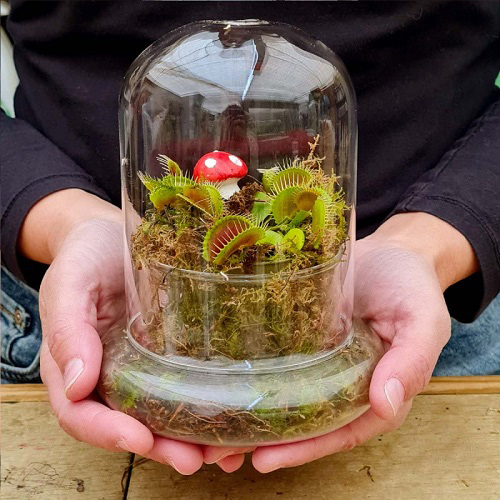 Venus flytrap Carnivorous Plant Terrarium