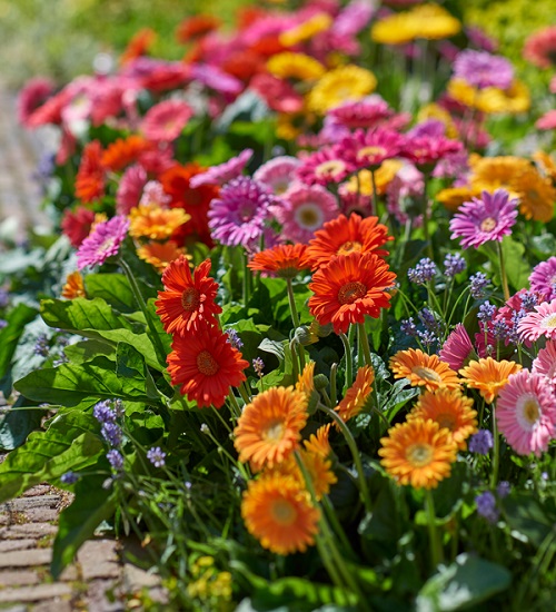 How to Keep Gerbera Daisies Blooming 7