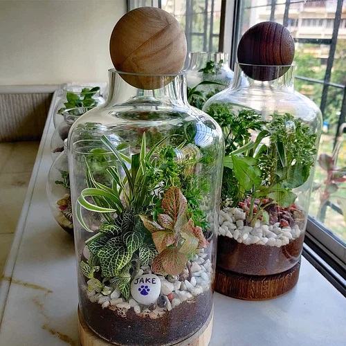 Small Terrarium Plants 19