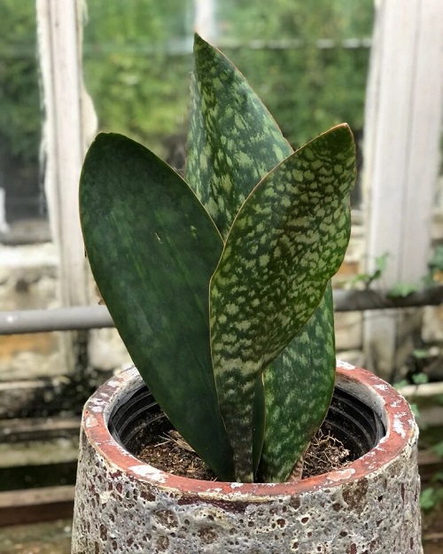 Whale Fin Sansevieria Care