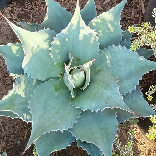 Whale’s Tongue Agave Plants that Look like Aloe Vera 