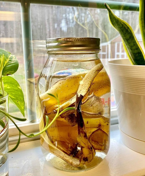 What is Banana Peel Water Can Boost Plant Growth Quickly