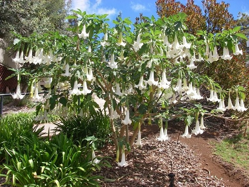 White Angel’s Trumpet plant in back yard