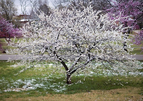 White Eastern Redbud plant