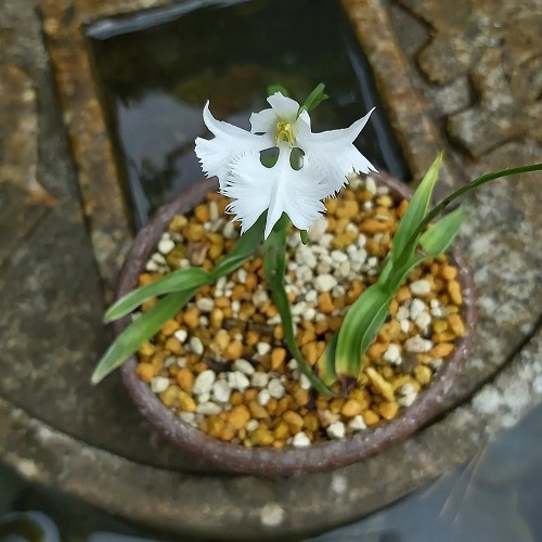 white eagrett orchid that Look like eagle