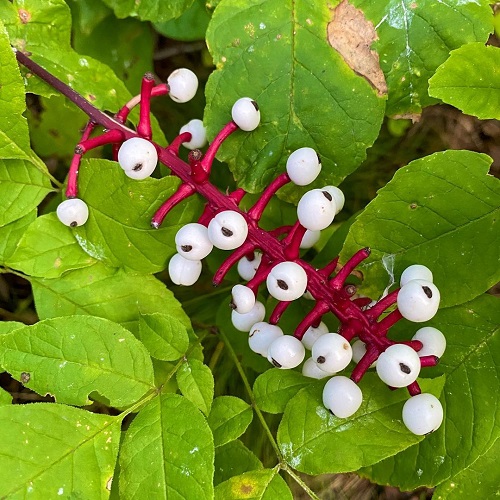 White Baneberry flower look like eyes