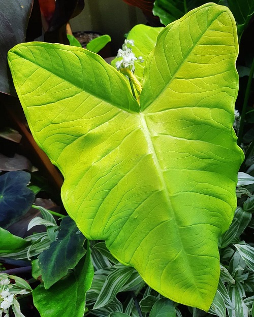 Plants with an Elephant Ear Similarity 3