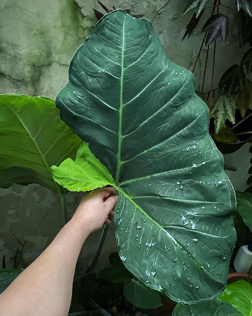 Plants Like Elephant Ears  