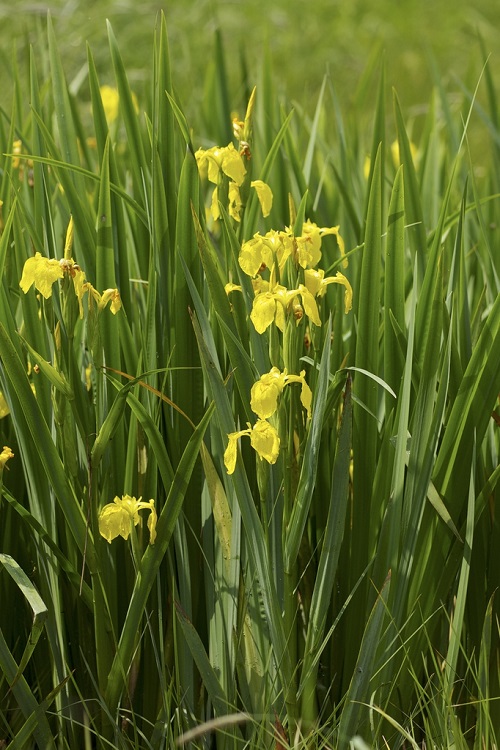 Beautiful Plants That Remind Me of Cattail Plants