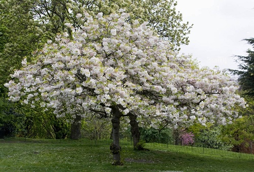 Yoshino Cherry Tree 