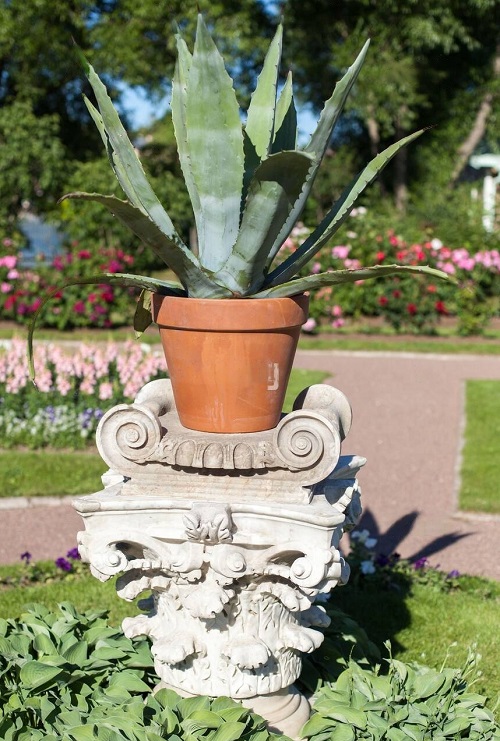 Agave Plants that Look like Aloe Vera