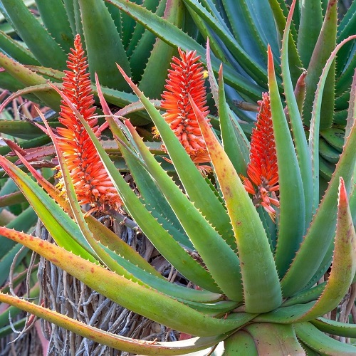 aloe with Different Color Flowers 