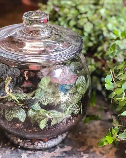 Small Terrarium Plants 31