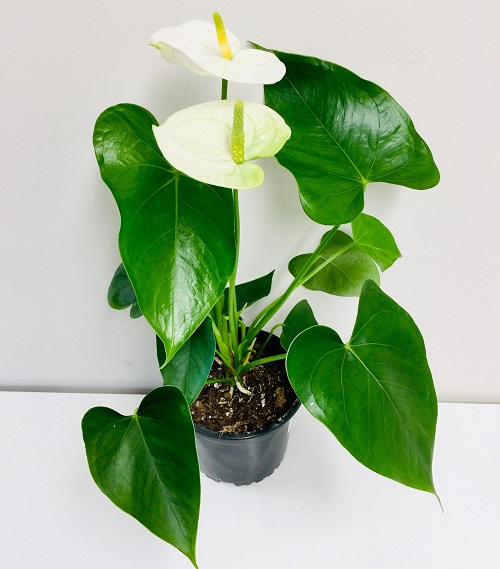 Anthurium Samora White