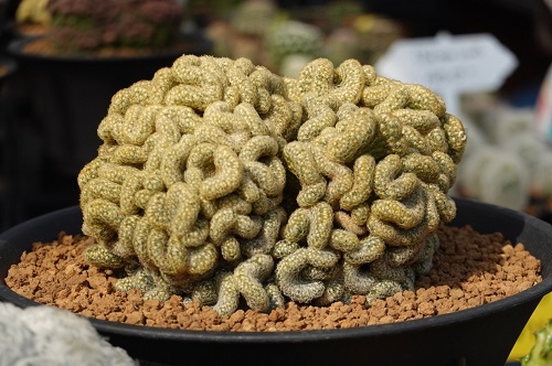 Strange Plants with Brain-Like Structures 3