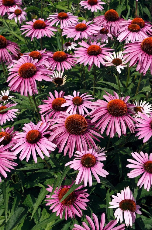 Types of Coneflower Varieties