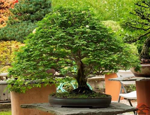 Best Brazilian Rain Tree Bonsai Pictures 2