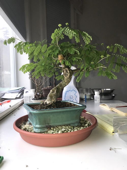 Best Brazilian Rain Tree Bonsai Pictures 20