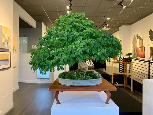 Best Brazilian Rain Tree Bonsai Pictures 1