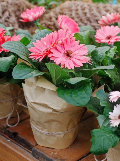 How to Keep Gerbera Daisies Blooming 20