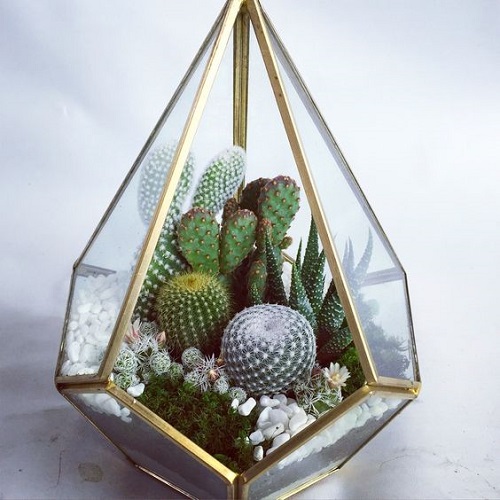 Small Terrarium Plants 18