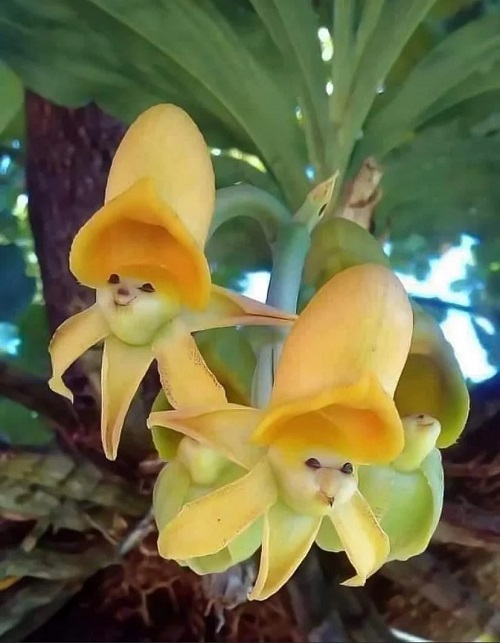 A unique flower with a smiling face 