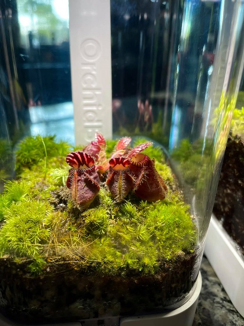 pitcher plant Carnivorous Plant Terrarium