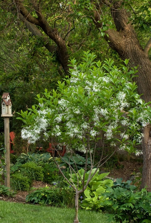 Fringe Tree plant in yard