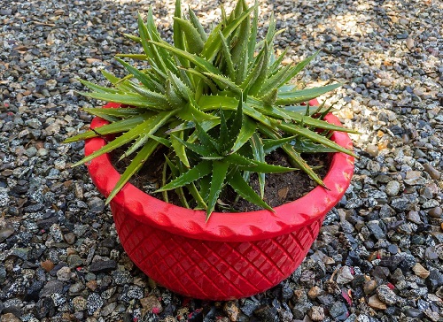 Dryland Bromeliads  Plants that Look like Aloe Vera 