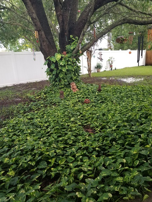 Pothos Ground Cover Many Techniques for Growing Pothos