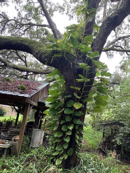 Ways to Grow Pothos like  climbing on tree