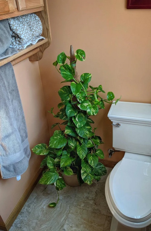 near bathroom seat to Grow Pothos