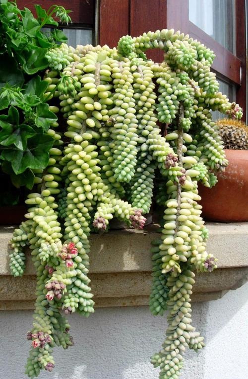 donkey tail Succulents withpink Color Flowers 