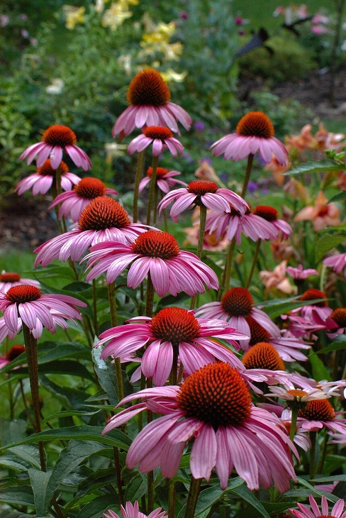 lovely coneflower types for your yard 