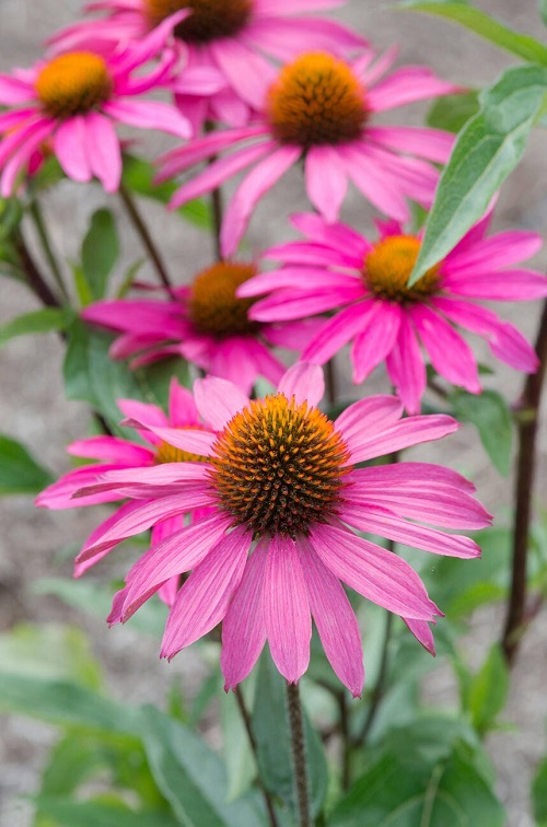 coneflower varieties for your landscape 11