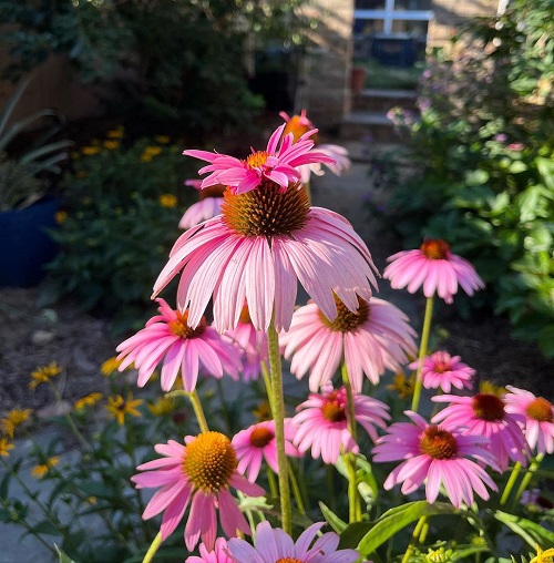 Numerous types of coneflowers 3