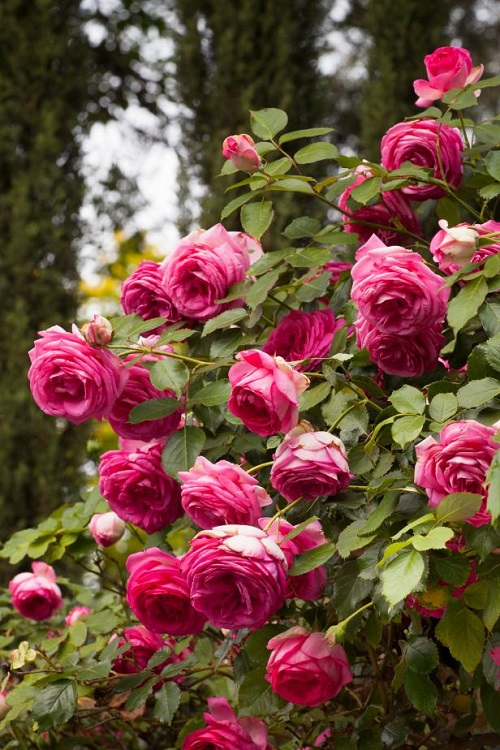 Flowers that Look like Peonies