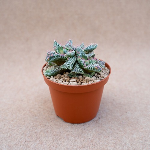 Tiger Jaws Plants that Look like Aloe Vera 