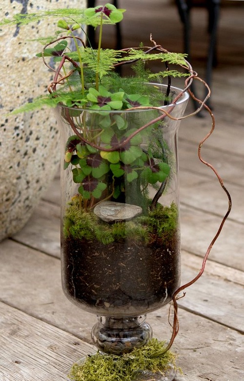 Best Small Terrarium Plants 32