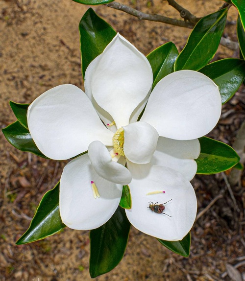 The Best Beach Plants for Indoor Use 12