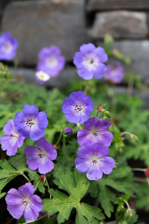  White and blue  Flowers 8