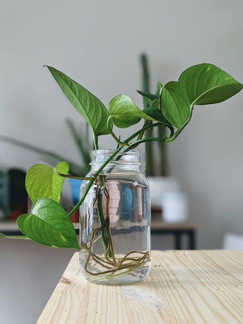 Pothos on table top