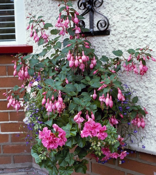 Best Fuchsia Varieties 1