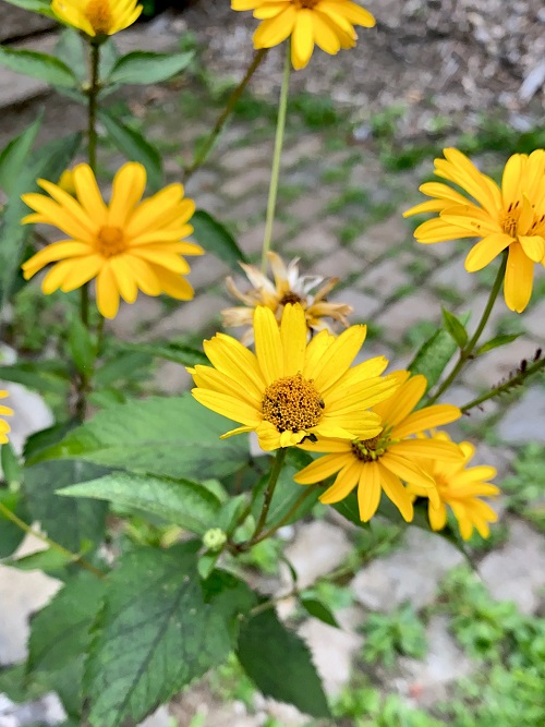 Decade-long Blooming Perennial Flowers 1