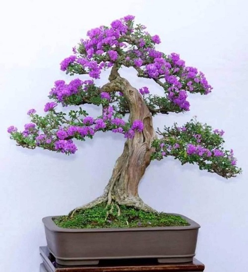 Best Jacaranda Bonsai Tree Pictures 1